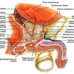 Анатомия предстательной железы: подробное описание